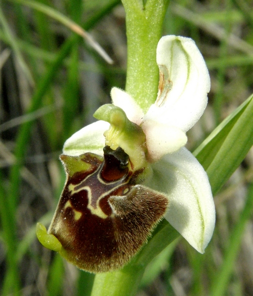 Variabilit di Ophrys fuciflora